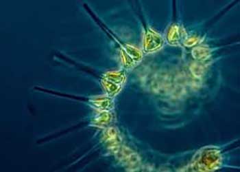 phytoplankton glowing under microscope